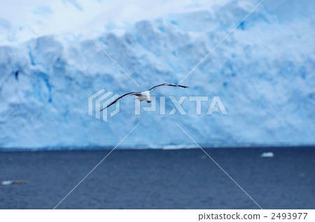 南部的藍鰭金槍魚 南部的藍鰭金槍魚 2493977