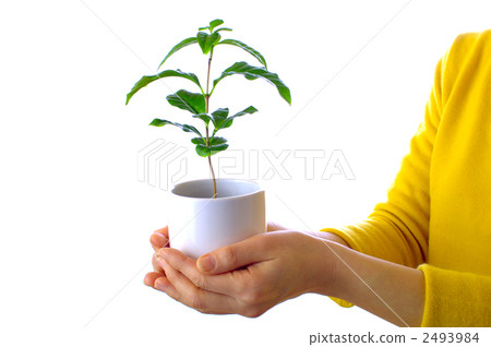 有咖啡樹的一名婦女 2493984