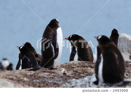 Gentoo Penguin的新秀 2493998