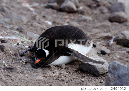 睡覺的gentoo企鵝 2494012