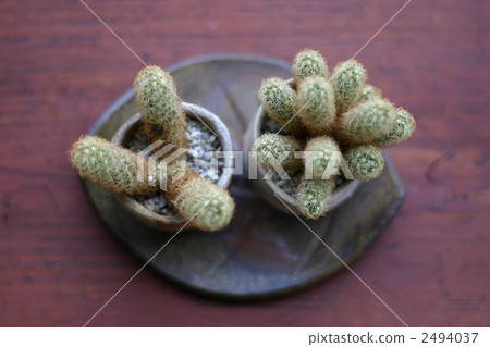 仙人掌 室內盆栽 觀葉植物 2494037