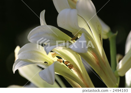 Uba百合 Uba百合 2494193