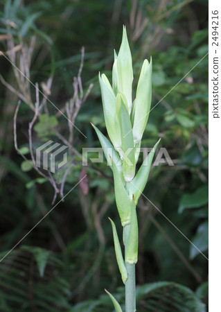 Bud of Uba Lily Bud of Uba Lily 2494216