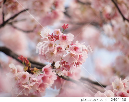 yoshino cherry, yoshino cherry tree, cherry blossom 2494438