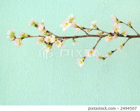 Sakura (Keiki Sakura) 2494507