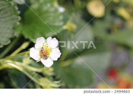 草莓花3 2494663
