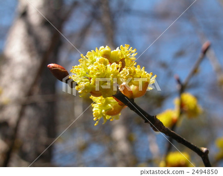 Dancarubi flower Dancarubi flower 2494850