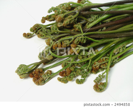 Lots of bracken heads 2494858