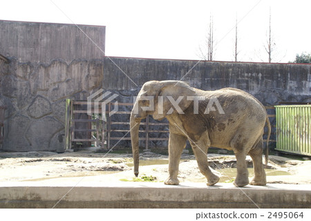 African elephant 2495064