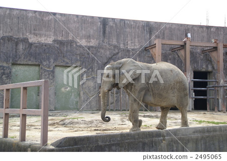 African elephant 2495065