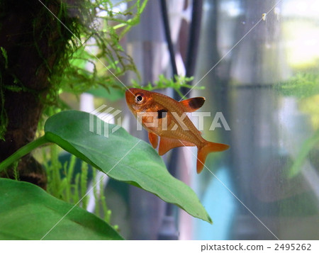 Red Phantom Tetra (Rubra) Red Phantom Tetra (Rubra) 2495262