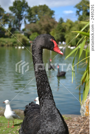 avian, black swan, wild bird 2495291