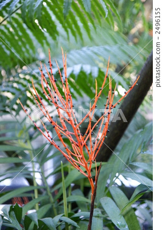 parlor palm, botanic, botanical 2496155