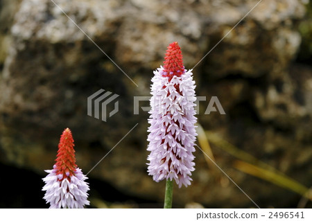 Primula Biary 2496541