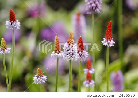 報春花 報春花 2496550