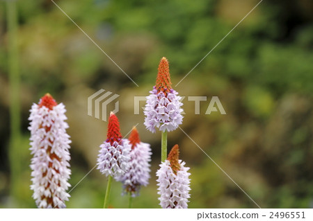 報春花 報春花 2496551