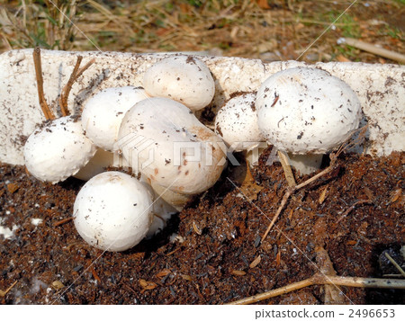 Mushroom white seeds harvested 2496653
