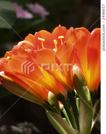 蘭花 橙色 橙子 2496657