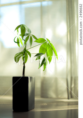 pachira, foliage plant, by the window