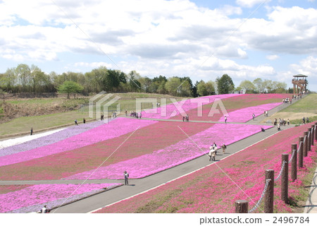 市外町芝櫻公園 2496784