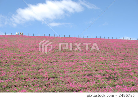 市外町芝櫻公園 市外町芝櫻公園 2496785