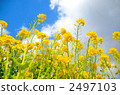 rape, rape blossoms, botanic 2497103