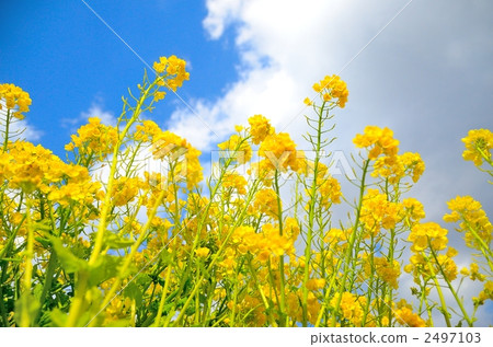 rape, rape blossoms, botanic 2497103
