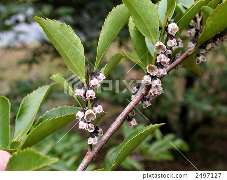 Hisakaki的花 2497127