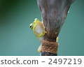 amphibian, amphibians, an amphibian 2497219