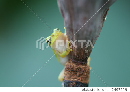 amphibian, amphibians, an amphibian 2497219