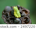 amphibian, amphibians, an amphibian 2497220