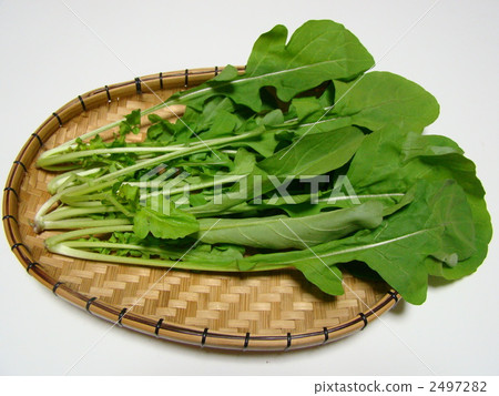 arugula  2497282