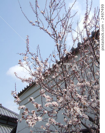 Collection and horticultural trees 2497499