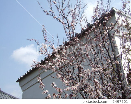 收集和園藝樹木 2497501