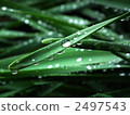 dew drop, morning dew, drop 2497543