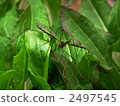 daddy longlegs, cranefly, mosquito 2497545