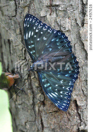 Sumina nagare吮吸汁液 2497616