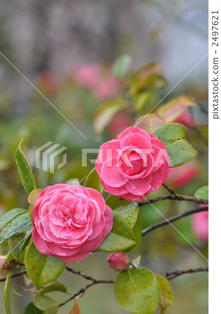 山茶花 2497621