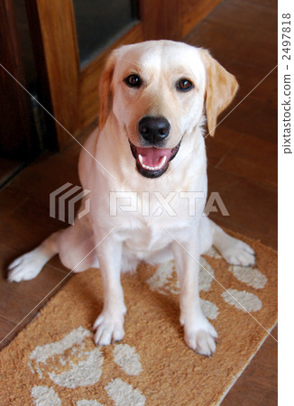 坐〜拉布拉多獵犬〜 坐〜拉布拉多獵犬〜 2497818