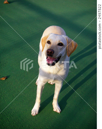 拉布拉多獵犬 拉布拉多獵犬 2497822