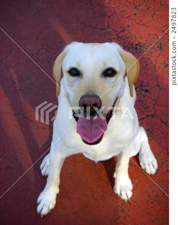 拉布拉多獵犬 拉布拉多獵犬 2497823