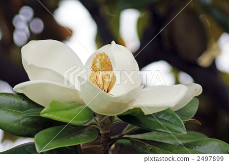 偉大的白色花朵Taishaki 2497899