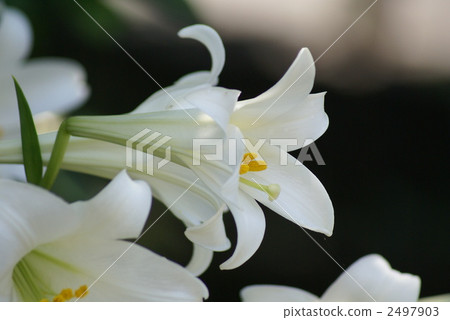 Pretty pure white flower Boy Yuri 2497903