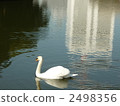 Swan of the Imperial Palace 2498356
