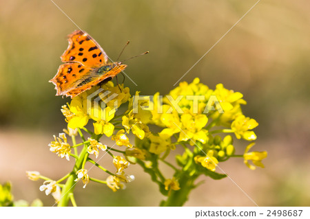 Butterfly and rape blossoms Butterfly and rape blossoms 2498687