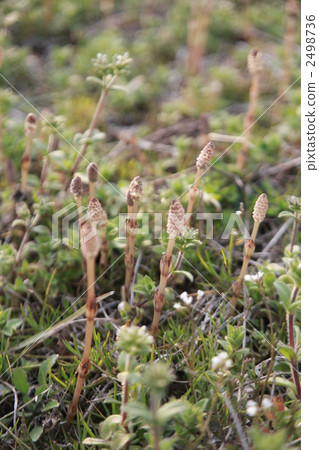 horsetail, botanic, botanical 2498736