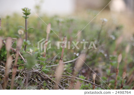 horsetail, botanic, botanical 2498764