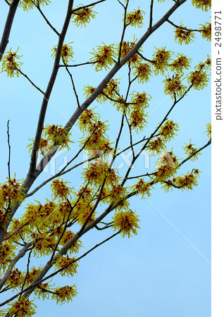 盛開的晃Akira 2498771