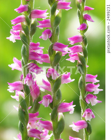 Spiranthes sinensis 2499231