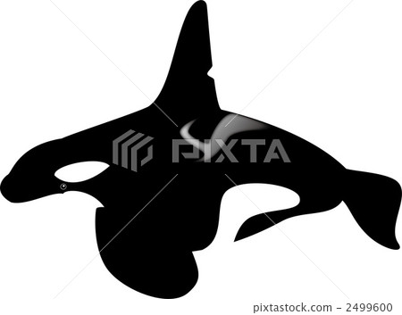orca, killer whale, whale 2499600